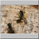 Heriades truncorum - Loecherbiene 05d 6mm Paarung.jpg